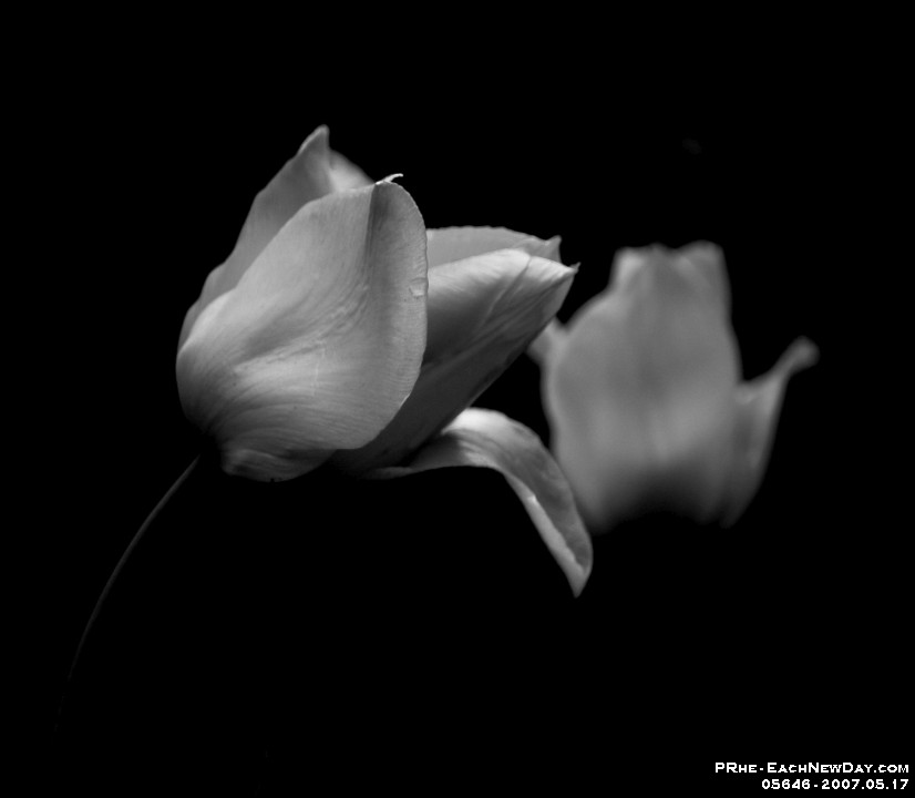 05646sl - Walking at ELM